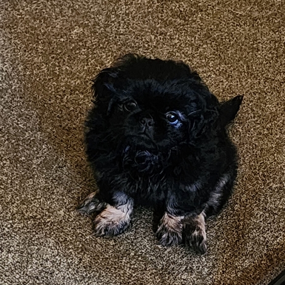 Meet your Posher, Melissa - Picture 3 of 3